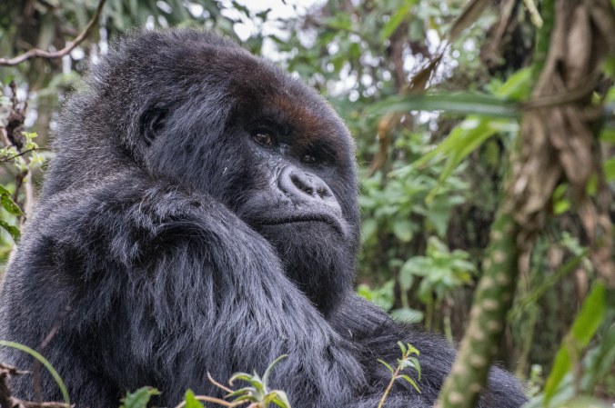 20160805_12-24_S Forbes_Gorilla Trek with Pablo family-7047