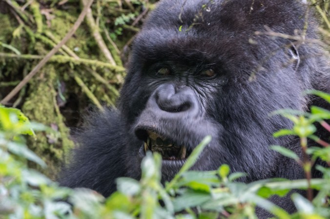 Back black (adolescent male) showing his teeth