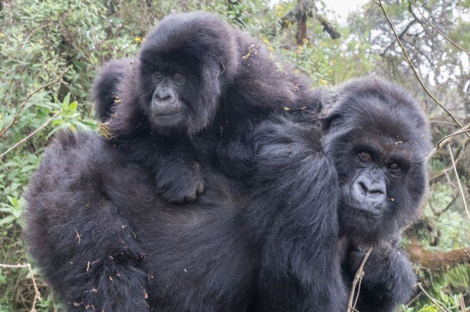 baby riding a female gorilla's back