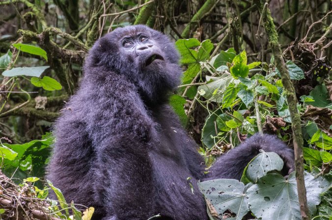 gorilla looking up