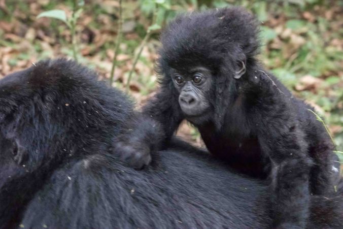 baby gorilla riding on its mother's back