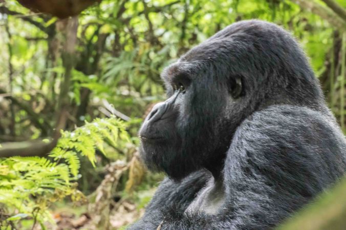 Silverback profile