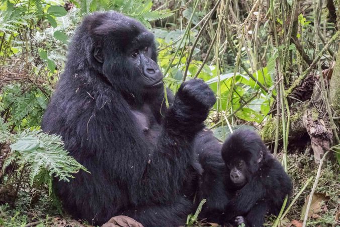 mother with baby gorilla