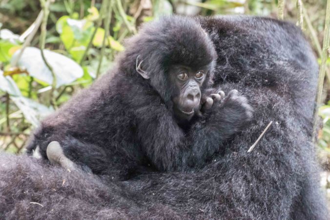 mother holding baby gorilla