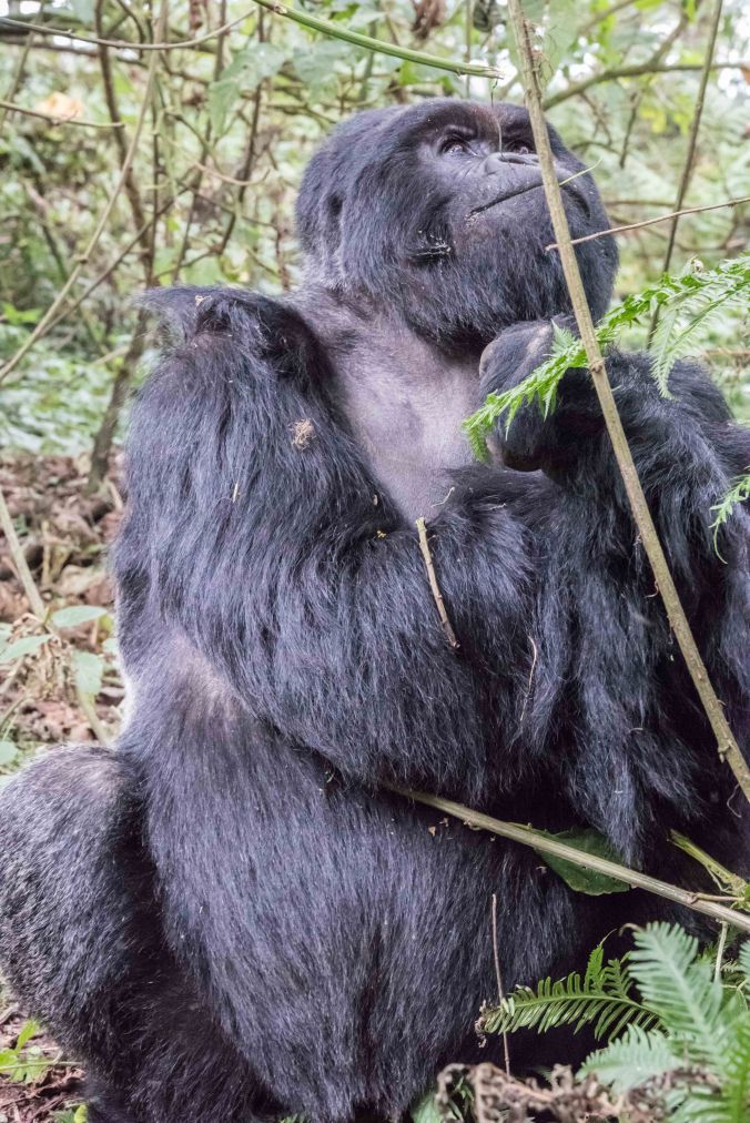 Karebqro looking up at the vines