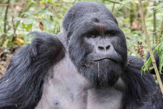Karebqro the dominant silverback in the Kwitonda  family