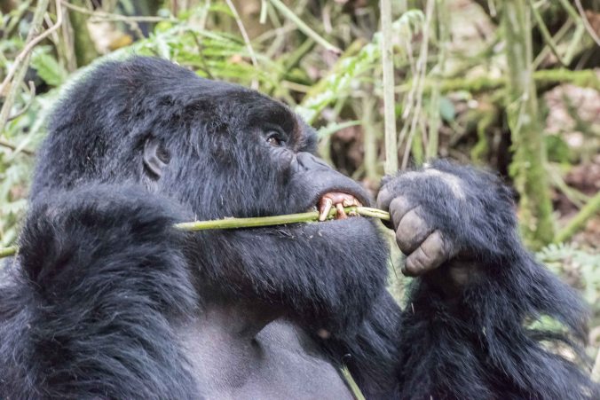 Karebqro peeling the skin off the vine