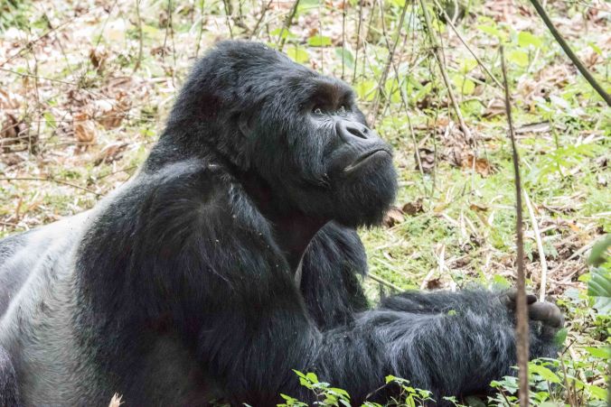 Karebqro laying down for a morning nap