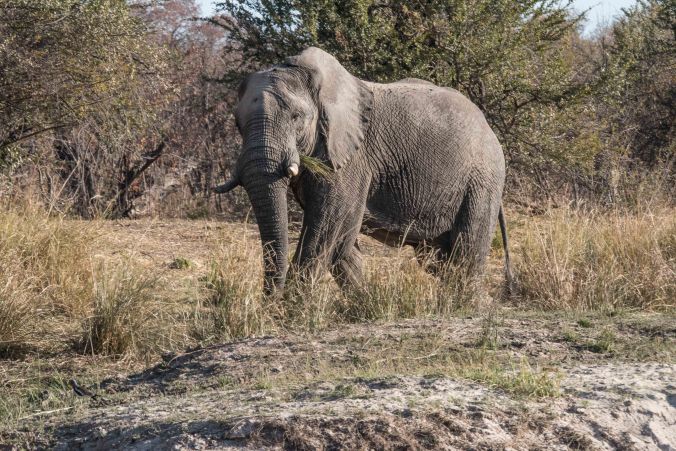 Elephant on the banks of the Upper Zambezi River