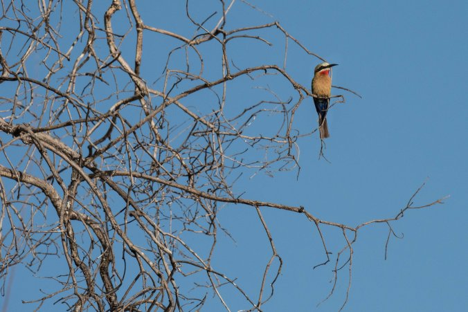 20160808_16-48_S Forbes_Fishing trip on the Upper Zambezi-1481
