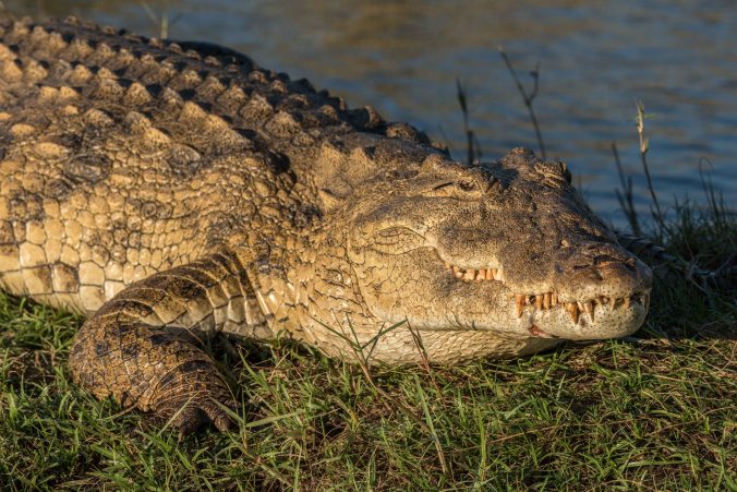 A close up of those teeth from 4 -5 feet away.