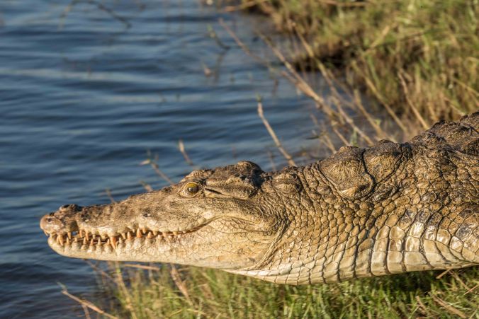 Crocodile goes for a swim.