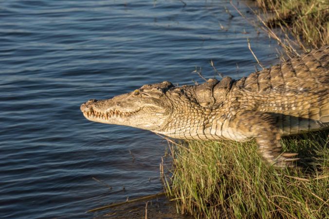 20160808_17-17_S Forbes_Fishing trip on the Upper Zambezi-1511