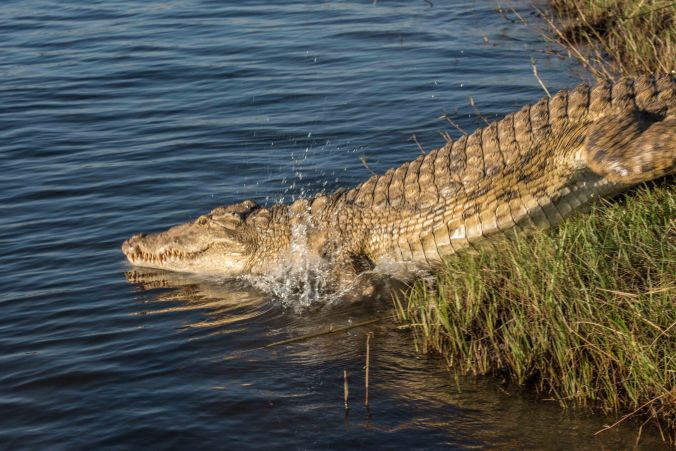 20160808_17-17_S Forbes_Fishing trip on the Upper Zambezi-1512