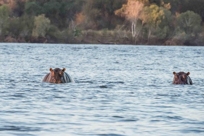 A family of Hippos on the Upper Zambezi River
