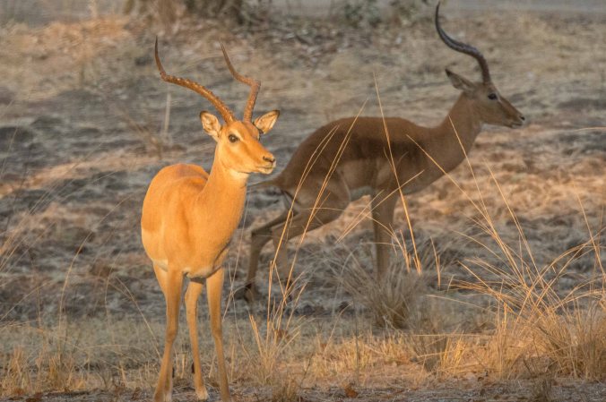 An impala
