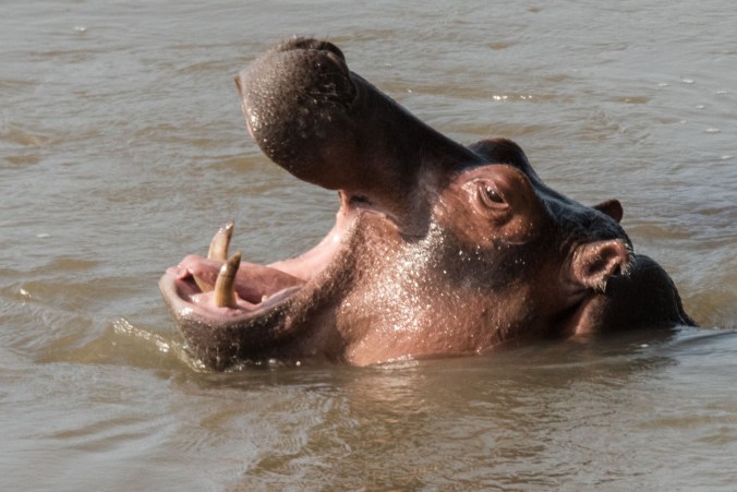 baby hippo yawning