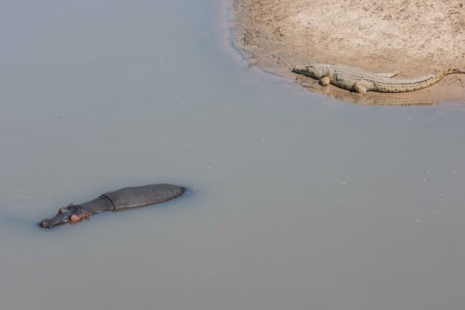 hippo and a Nile crocodile