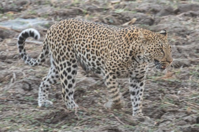 Leopard walking on our afternoon drive