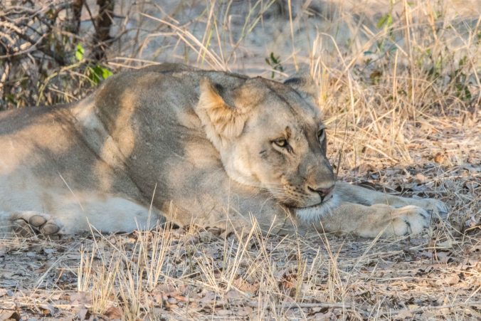 Female lion on our afternoon game drive