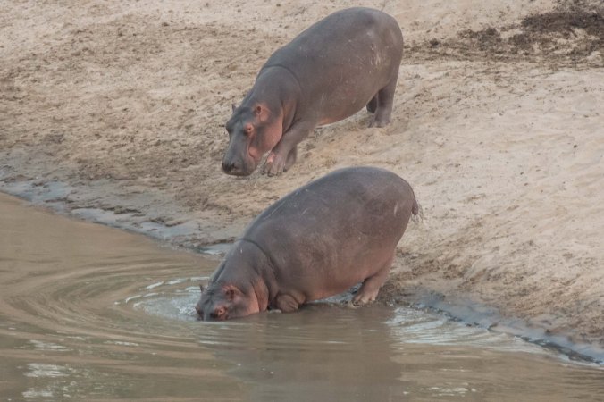Hippos going back into the water at the start of our morning game drive