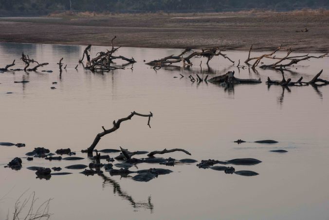 Hippos in the Luangwe River at sunrise