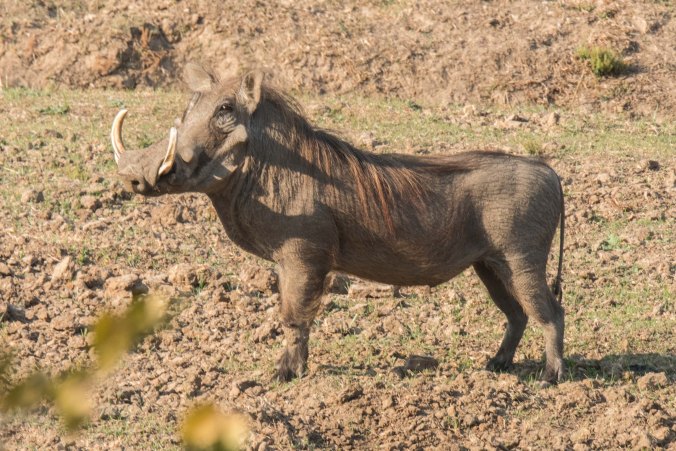 Warthog