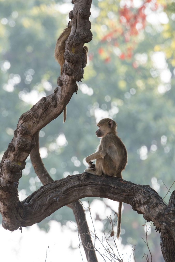 young baboon sitting in the tree