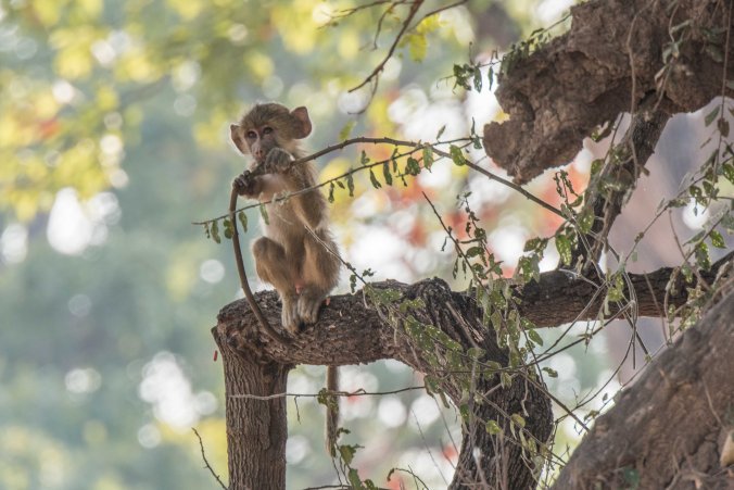 Another young baboon in the tree