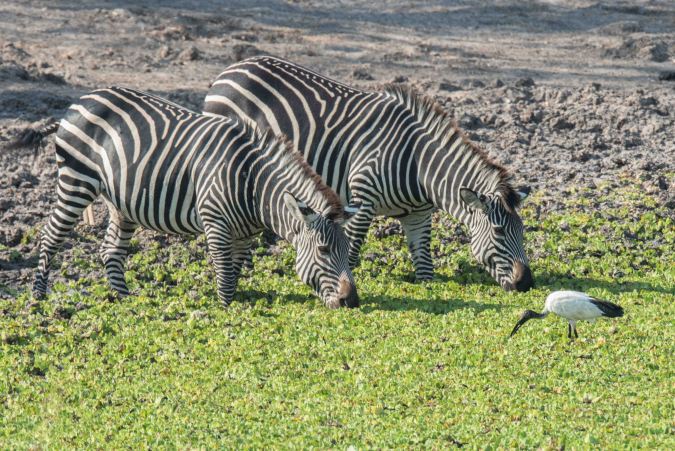 two zebra at a watering hole