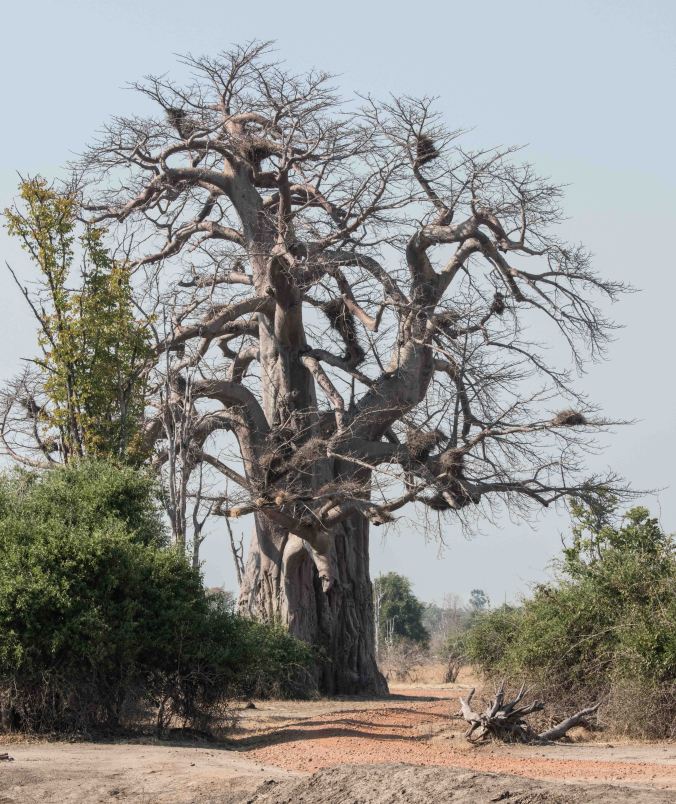 20160812_08-57_S Forbes_Flatdogs Day 3 Morning Game Drive-2205