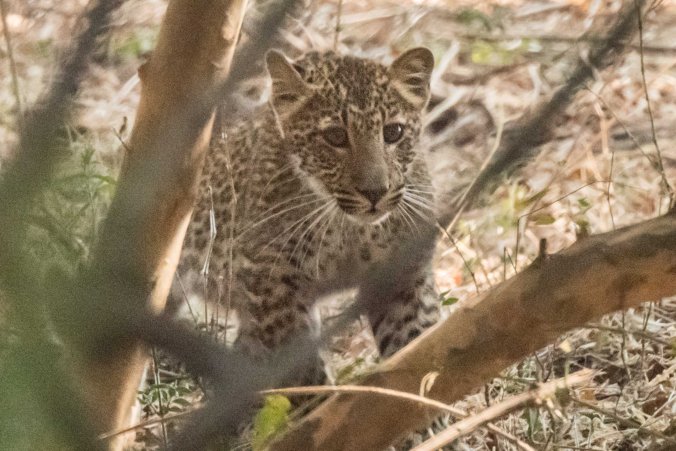 Leopard cub watching the hyena feast on the buffalo carcus