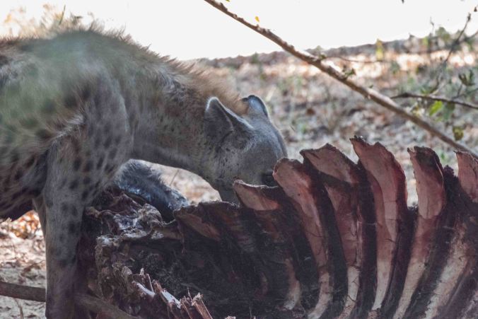 Hyena enjoying a buffalo carcus