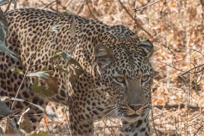 mother leopard leaving the area