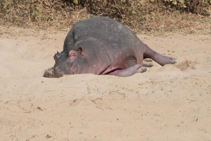 hippo sunbathing