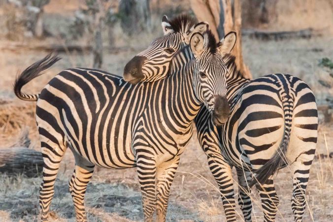 two zebras