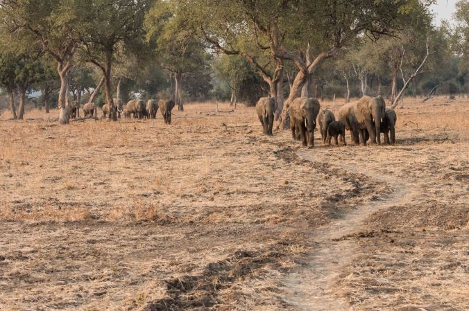 20160813_07-01_S Forbes_Flatdogs Camp Day 4 Morning Drive-2442