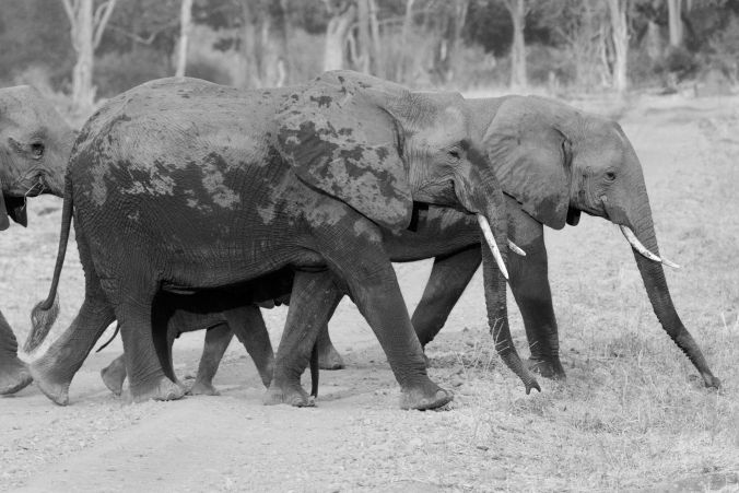 close up of the parade still wet from their river crossing