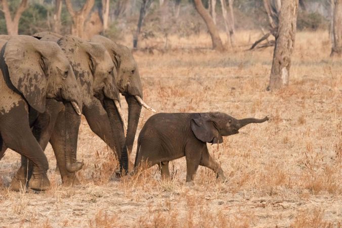 Baby elephant leading the way.