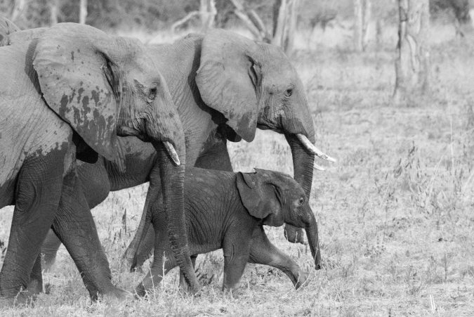 more elphant leading the way