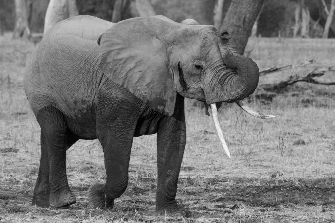 a female elephant smelling