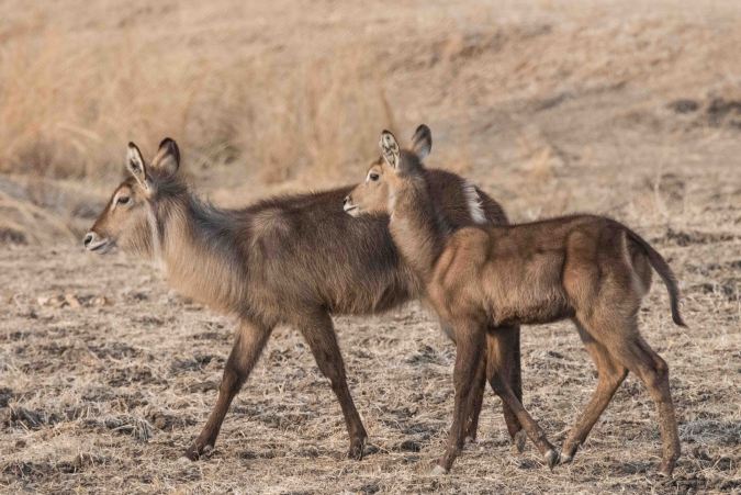 Young waterbuck