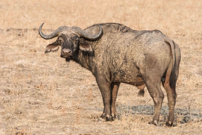 older cape buffalo with birds on his back