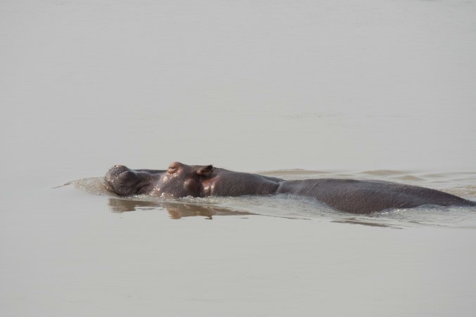hippo facing the current