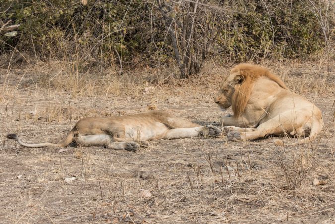 20160813_09-23_S Forbes_Flatdogs Camp Day 4 Morning Drive-2634