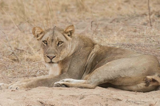 the female lion he is mating with staring at us