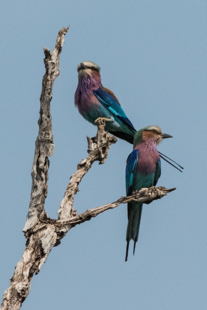 lilac breasted rollers