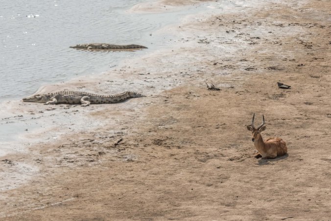 puku and crocodiles on the side of the river