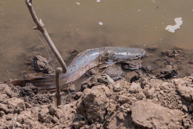 Bubbble fish near the ferry .. a type of catfish that can come out of the water