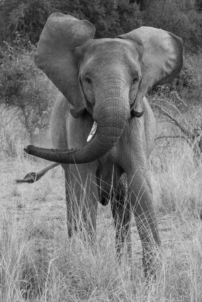 20160813_17-05_S Forbes_Puku Ridge Day 1 afternoon game drive-2805